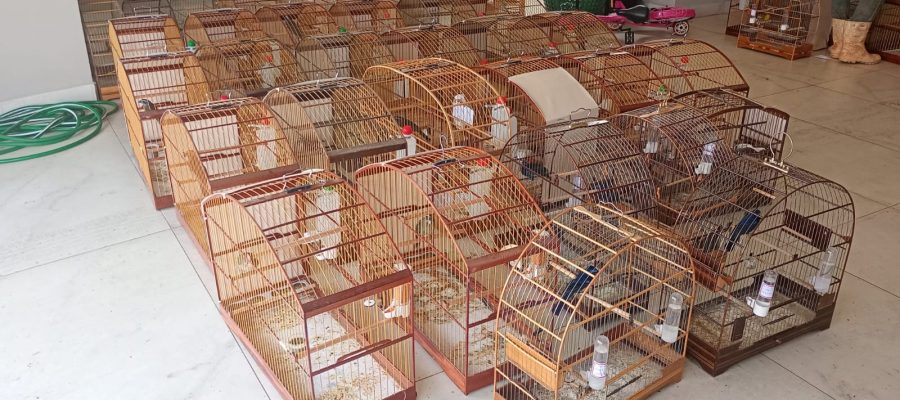 Polícia Ambiental apreende mais de 30 aves em cativeiro irregular em Alpinópolis