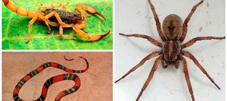Casos de acidentes com animais peçonhentos aumentam em Alpinópolis