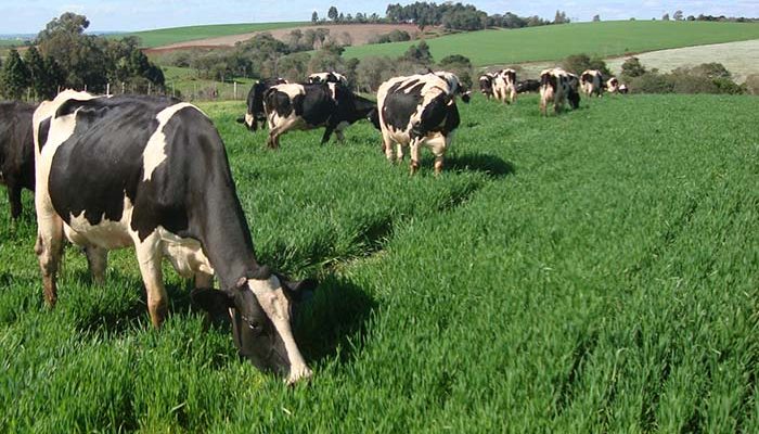 Agropecuária se recupera e puxa crescimento do PIB em Alpinópolis