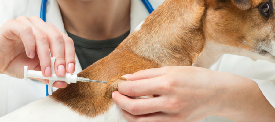 Alpinópolis integra programa de microchip para cães e gatos