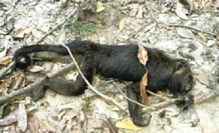 Alpinópolis investiga morte de macaco e recebe verba para combate à febre amarela